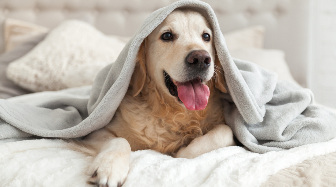 Hund schläft auf flauschigem waschbaren Hundebett