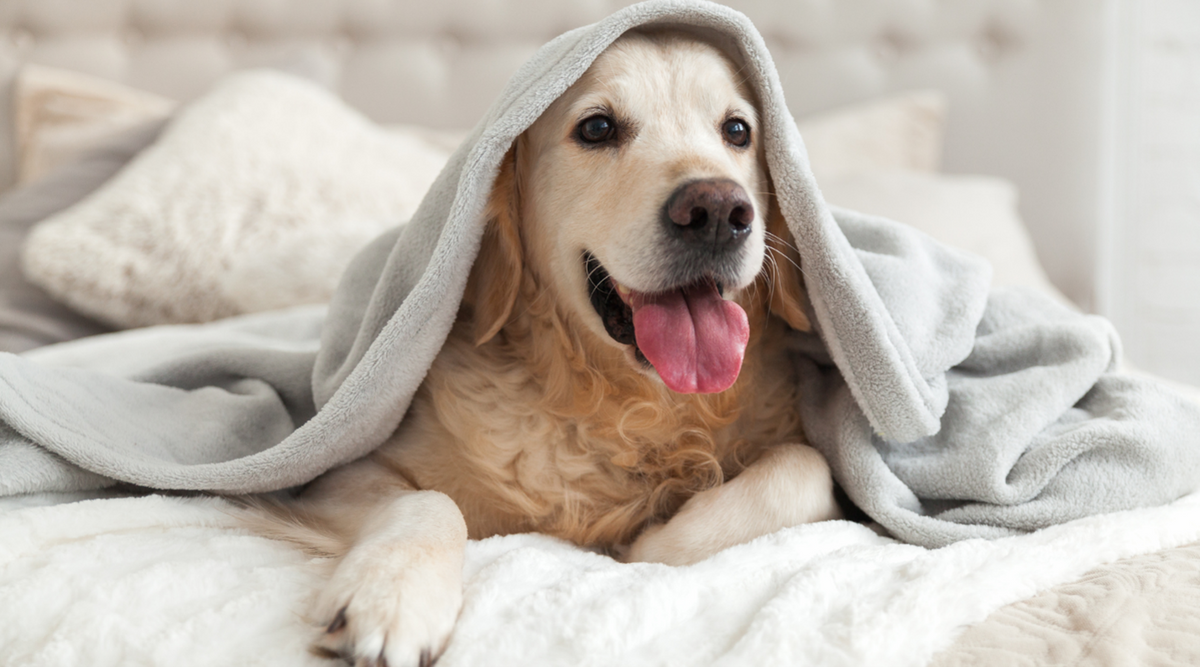 Hund schläft auf flauschigem waschbaren Hundebett