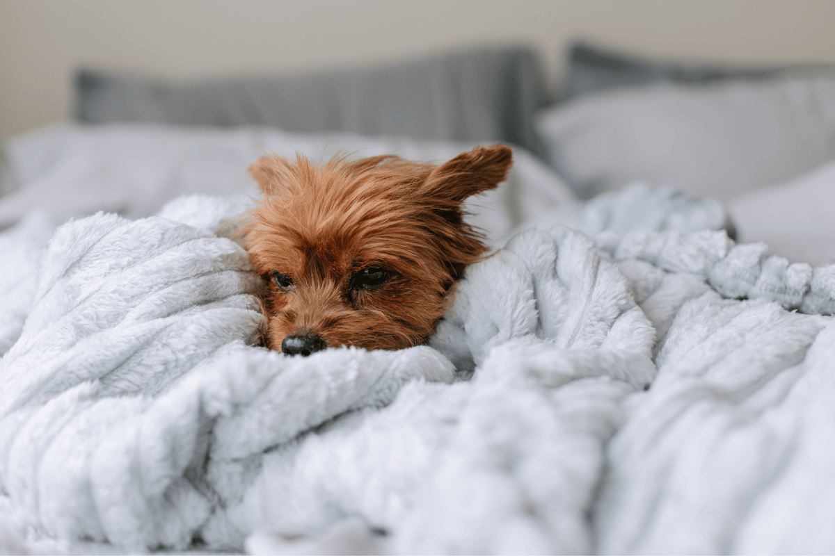 Kuscheliges Hundebett kleiner Hund