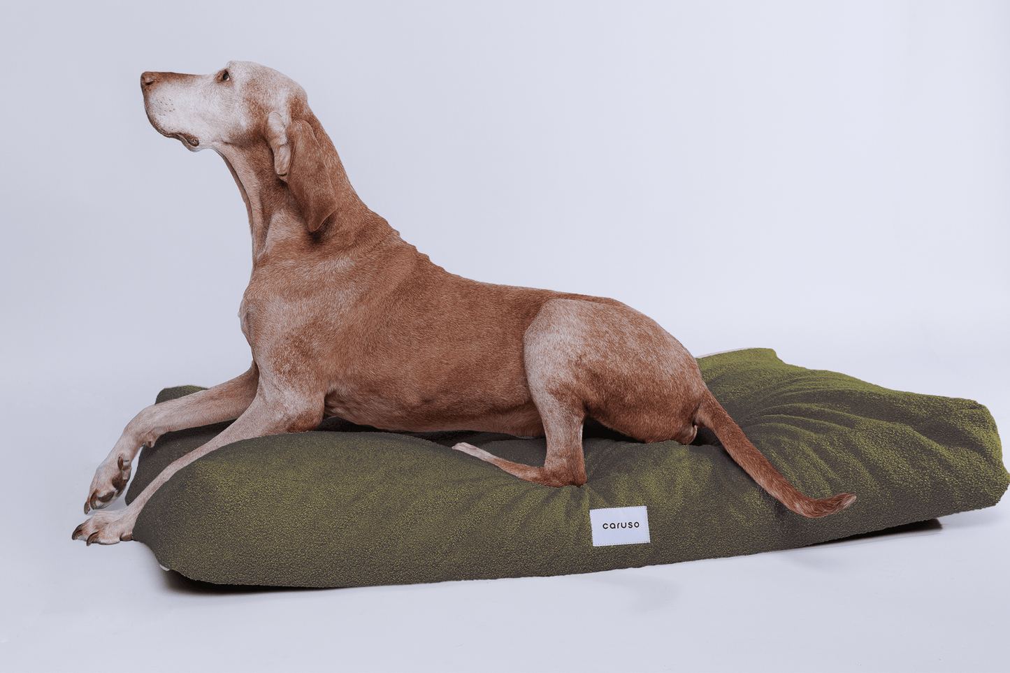 orthopädisches hundebett in grün mit teddyfell seitlich mit Magyar Viszla