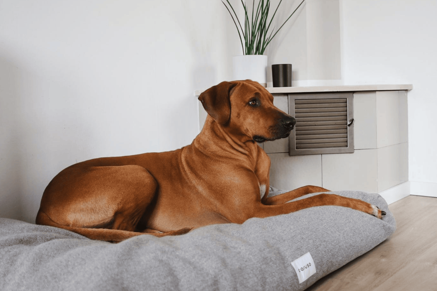 Lifestylefoto des orthopädischen Hundebettes in grau mit wasserabweisendem Bezug und Richback