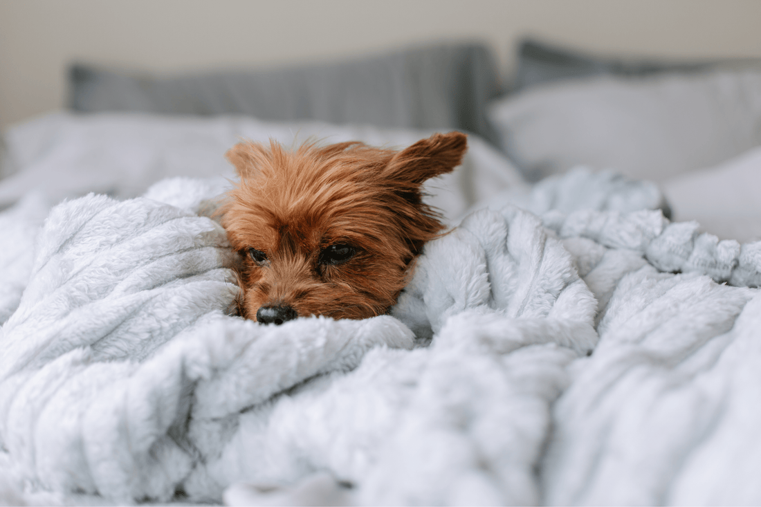 Kuscheliges Hundebett kleiner Hund