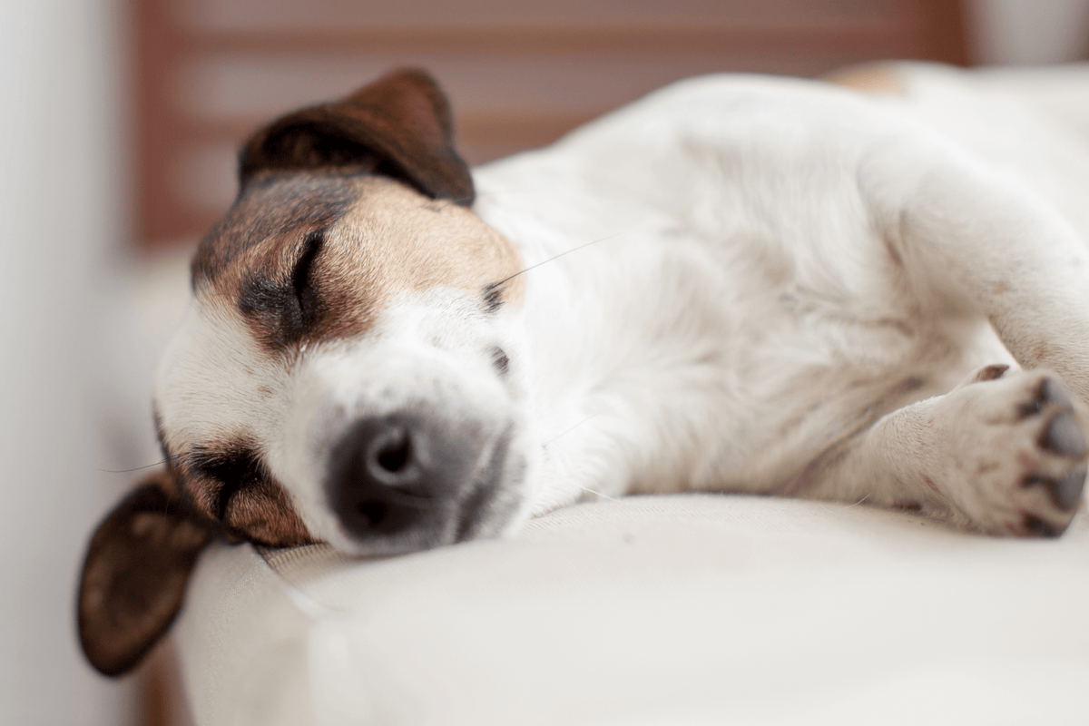 Für einen guten Schlaf: 4 Tipps, wie dein Hund besser schläft
