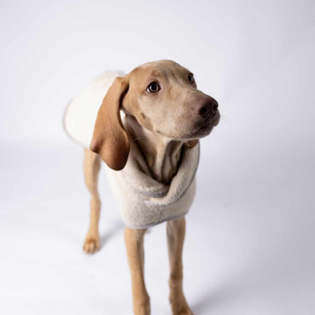 Hundebademantel Beige