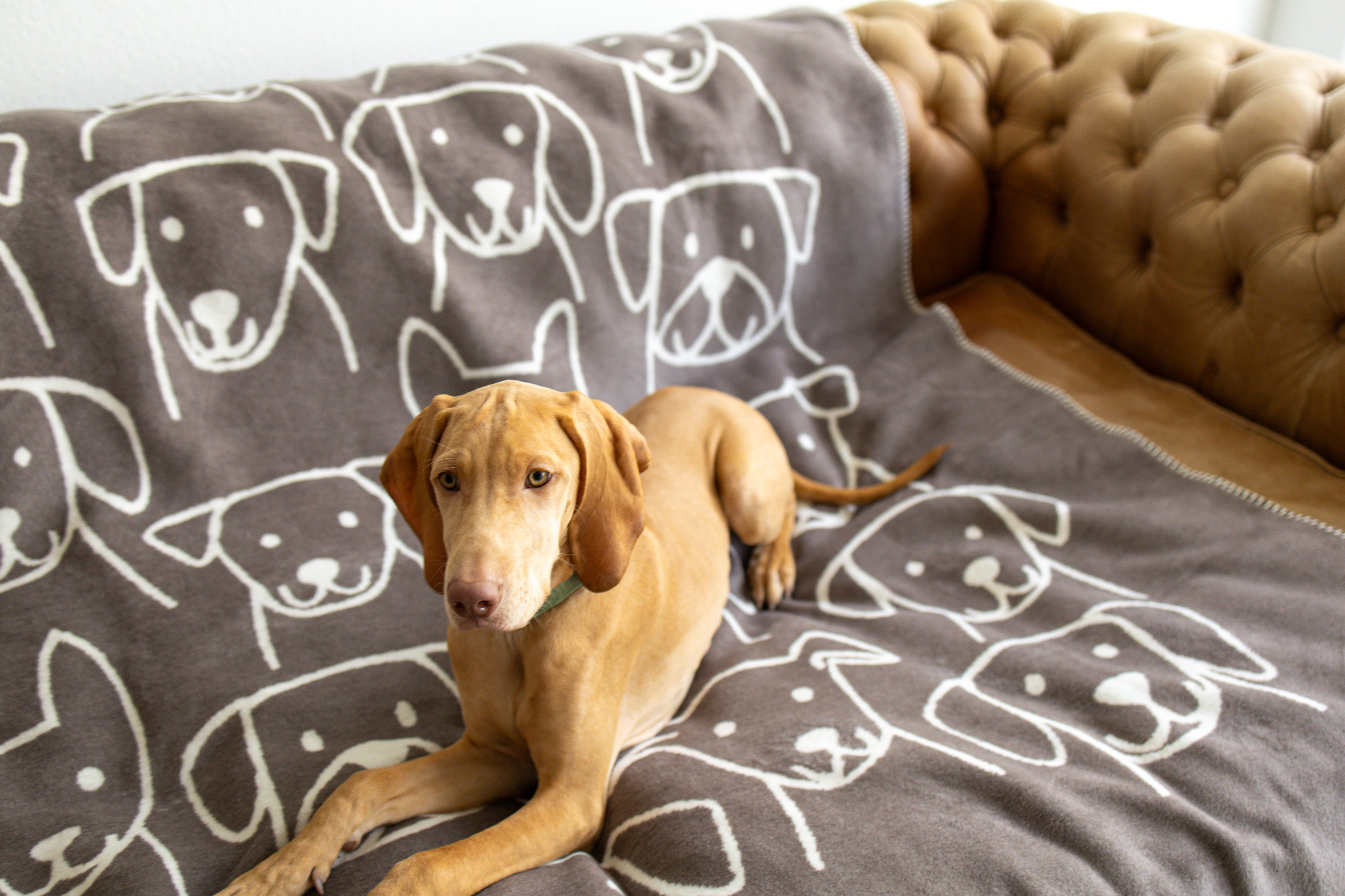 Decke Hundegesichter