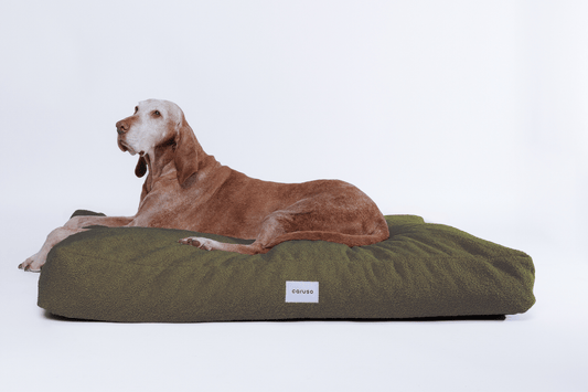 orthopädisches hundebett in grün mit teddyfell von vorne mit Magyar Viszla 