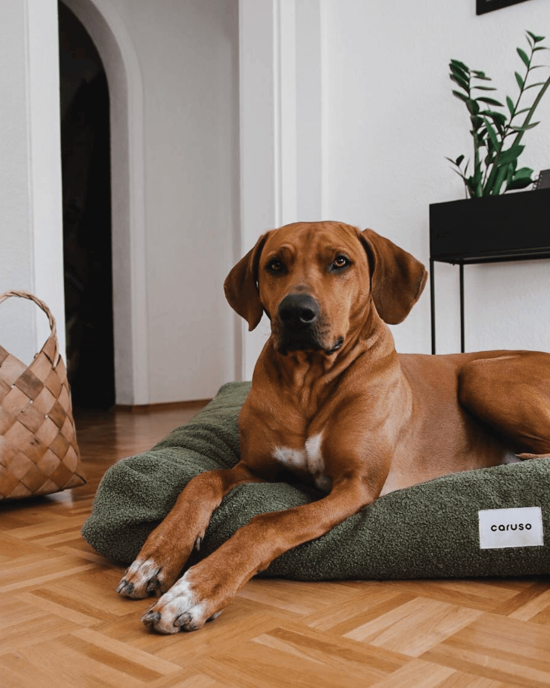 Hund auf orthopädischen Hundebett grün